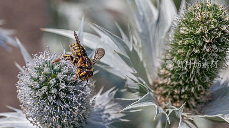 棉花蜂，(Anthidium florentinum)，巨大的Panicaut， (Eryngium giganteum)，威尔莫特小姐的鬼魂。